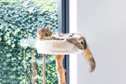 Echtholz Kratzbaum VILJA 110cm - Designed by Lotte - für Katzen bis 10kg